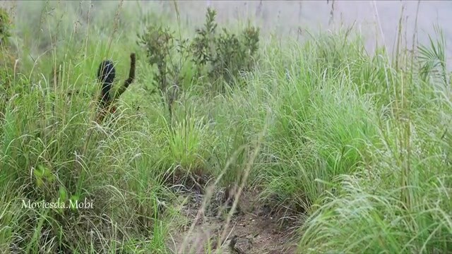 Sembi Tamil 2022 HD Sample.mp4